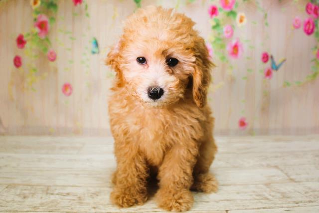 北海道のトイプードル(トイ) (Coo&RIKU札幌西店/2025年6月9日生まれ/女の子/アプリコット)の子犬の1枚目の画像