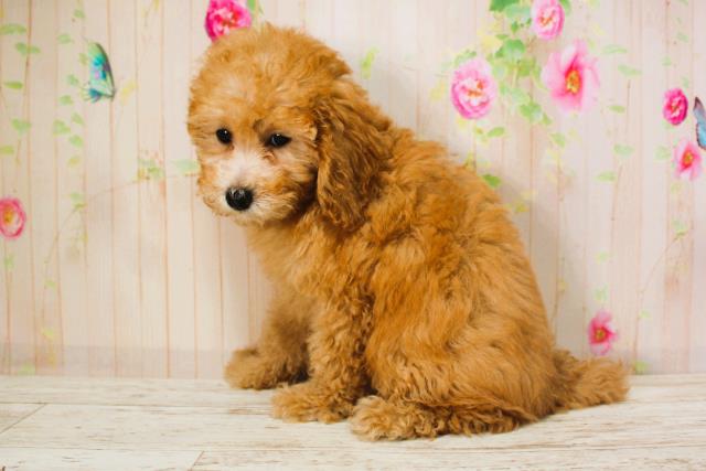 北海道のトイプードル(トイ) (Coo&RIKU札幌西店/2025年6月9日生まれ/女の子/アプリコット)の子犬の2枚目の画像