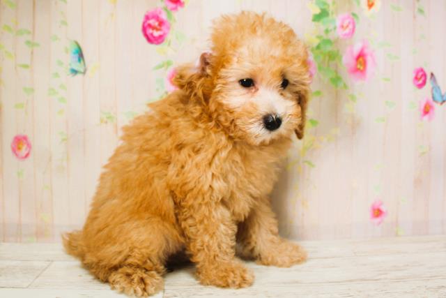 北海道のトイプードル(トイ) (Coo&RIKU札幌西店/2025年6月9日生まれ/女の子/アプリコット)の子犬の3枚目の画像