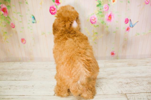 北海道のトイプードル(トイ) (Coo&RIKU札幌西店/2025年6月9日生まれ/女の子/アプリコット)の子犬の4枚目の画像