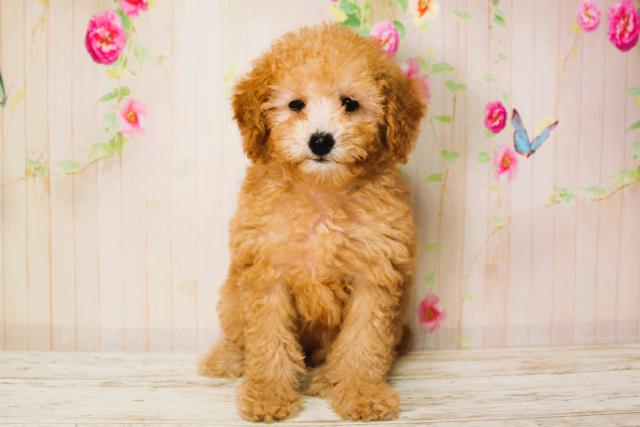 北海道のトイプードル(トイ) (Coo&RIKU帯広店/2025年6月9日生まれ/女の子/アプリコット)の子犬の1枚目の画像
