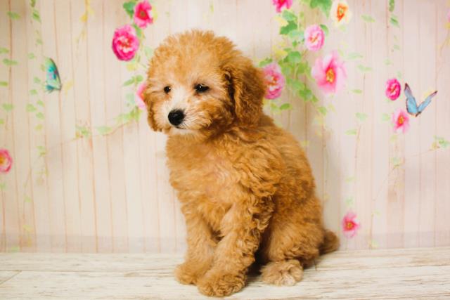北海道のトイプードル(トイ) (Coo&RIKU帯広店/2025年6月9日生まれ/女の子/アプリコット)の子犬の2枚目の画像