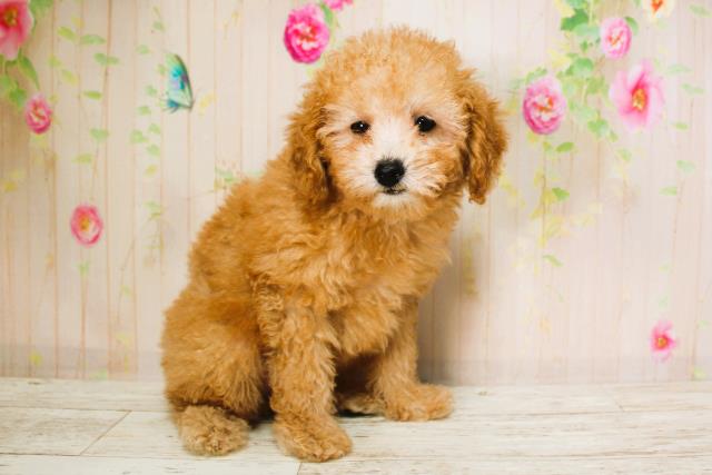北海道のトイプードル(トイ) (Coo&RIKU帯広店/2025年6月9日生まれ/女の子/アプリコット)の子犬の3枚目の画像