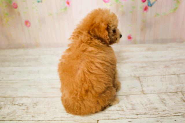 北海道のトイプードル(トイ) (Coo&RIKU帯広店/2025年6月9日生まれ/女の子/アプリコット)の子犬の4枚目の画像