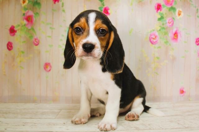 北海道のビーグル (Coo&RIKU北見店/2025年6月9日生まれ/男の子/ブラックタンホワイト)の子犬