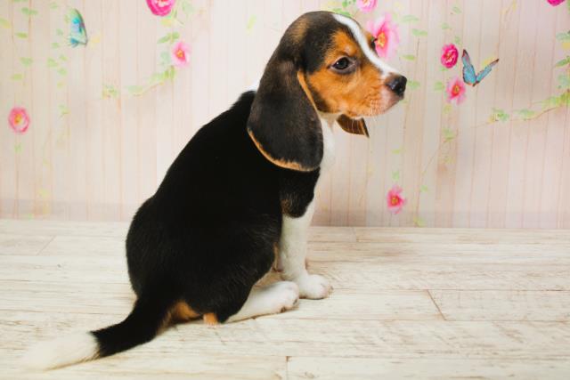 北海道のビーグル (Coo&RIKU北見店/2025年6月9日生まれ/男の子/ブラックタンホワイト)の子犬の3枚目の画像