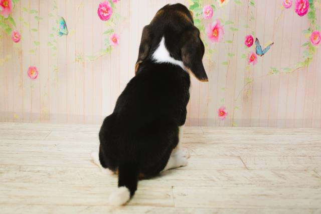 北海道のビーグル (Coo&RIKU北見店/2025年6月9日生まれ/男の子/ブラックタンホワイト)の子犬の4枚目の画像