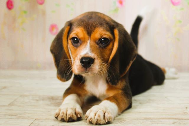 北海道のビーグル (Coo&RIKU函館店/2025年6月9日生まれ/女の子/ブラックタンホワイト)の子犬