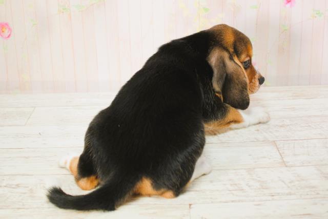 北海道のビーグル (Coo&RIKU函館店/2025年6月9日生まれ/女の子/ブラックタンホワイト)の子犬の4枚目の画像