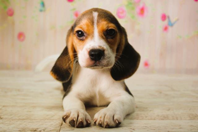 北海道のビーグル (Coo&RIKU釧路店/2025年6月9日生まれ/女の子/ブラックタンホワイト)の子犬
