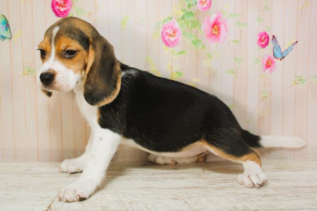 北海道のビーグル (Coo&RIKU釧路店/2025年6月9日生まれ/女の子/ブラックタンホワイト)の子犬の3枚目の画像
