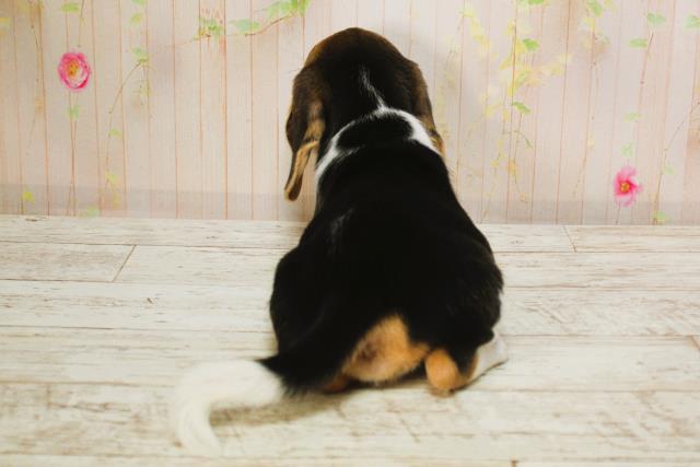 北海道のビーグル (Coo&RIKU釧路店/2025年6月9日生まれ/女の子/ブラックタンホワイト)の子犬の4枚目の画像
