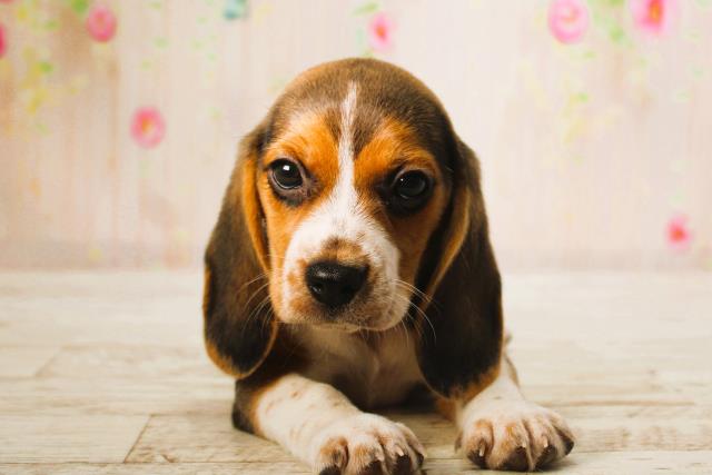 宮城県のビーグル (Coo&RIKU仙台太白店/2025年6月9日生まれ/女の子/ブラックタンホワイト)の子犬の1枚目の画像