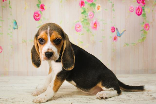 宮城県のビーグル (Coo&RIKU仙台太白店/2025年6月9日生まれ/女の子/ブラックタンホワイト)の子犬の2枚目の画像