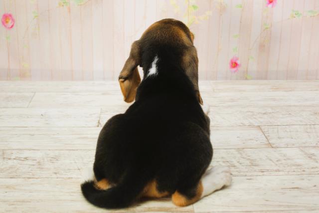 宮城県のビーグル (Coo&RIKU仙台太白店/2025年6月9日生まれ/女の子/ブラックタンホワイト)の子犬の4枚目の画像