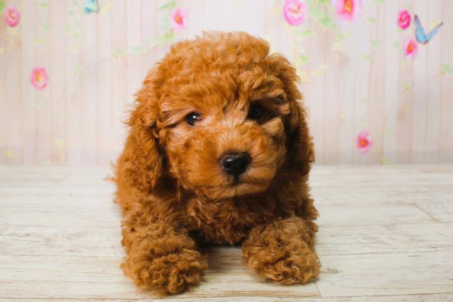 北海道のトイプードル(トイ) (Coo&RIKU室蘭店/2025年6月16日生まれ/男の子/レッド)の子犬の1枚目の画像