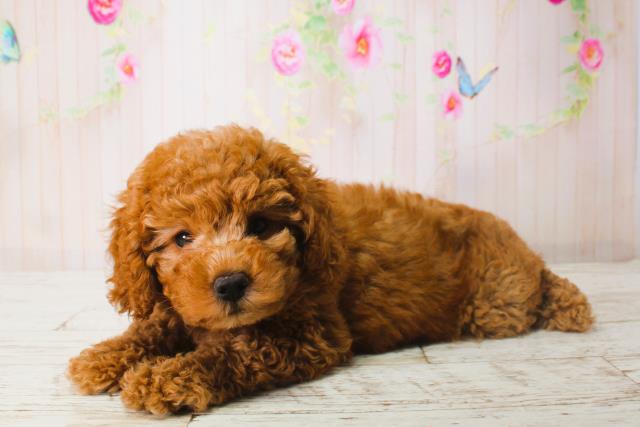 北海道のトイプードル(トイ) (Coo&RIKU室蘭店/2025年6月16日生まれ/男の子/レッド)の子犬の2枚目の画像