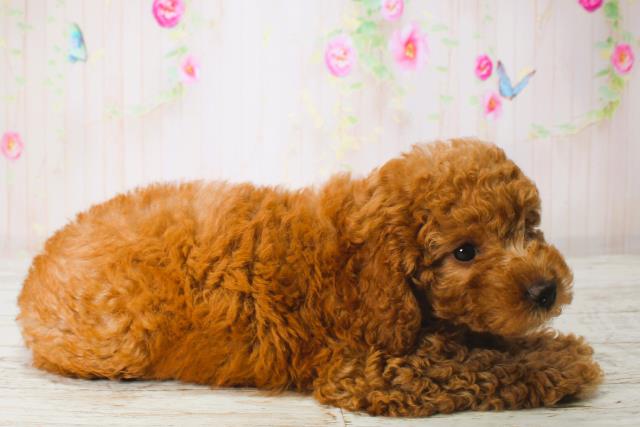 北海道のトイプードル(トイ) (Coo&RIKU室蘭店/2025年6月16日生まれ/男の子/レッド)の子犬の3枚目の画像