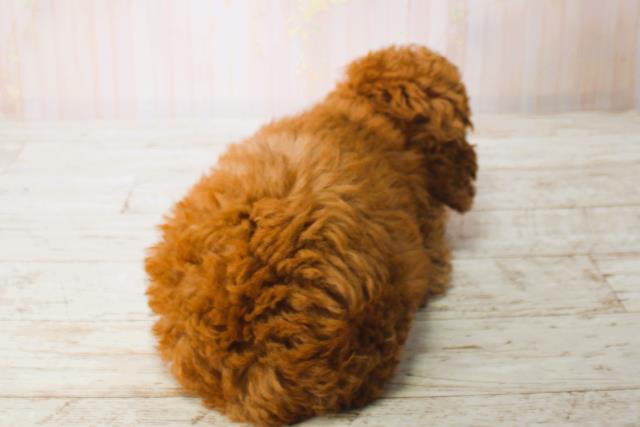 北海道のトイプードル(トイ) (Coo&RIKU室蘭店/2025年6月16日生まれ/男の子/レッド)の子犬の4枚目の画像