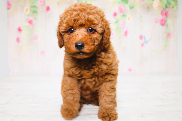 千葉県のトイプードル(トイ) (Coo&RIKUフレスポ稲毛店/2025年6月16日生まれ/男の子/レッド)の子犬の1枚目の画像