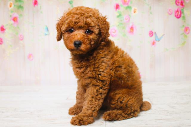千葉県のトイプードル(トイ) (Coo&RIKUフレスポ稲毛店/2025年6月16日生まれ/男の子/レッド)の子犬の2枚目の画像