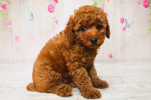 千葉県のトイプードル(トイ) (Coo&RIKUフレスポ稲毛店/2025年6月16日生まれ/男の子/レッド)の子犬の3枚目の画像