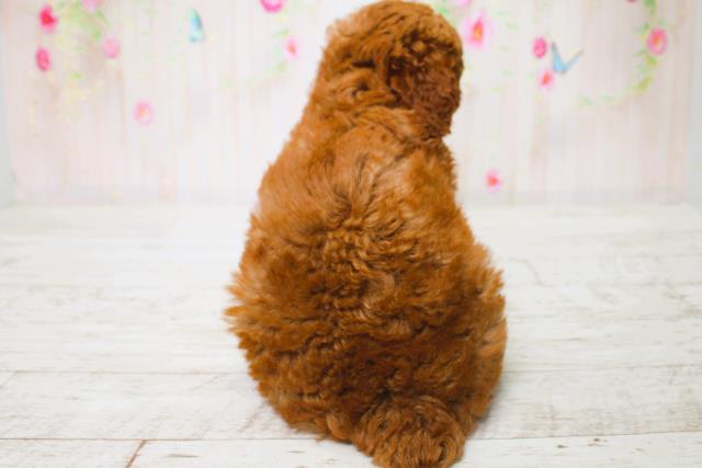 千葉県のトイプードル(トイ) (Coo&RIKUフレスポ稲毛店/2025年6月16日生まれ/男の子/レッド)の子犬の4枚目の画像