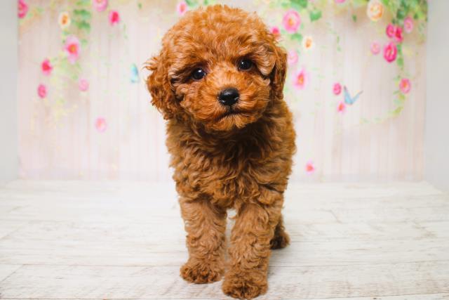 山形県のトイプードル(トイ) (Coo&RIKU山形店/2025年6月16日生まれ/女の子/レッド)の子犬の1枚目の画像
