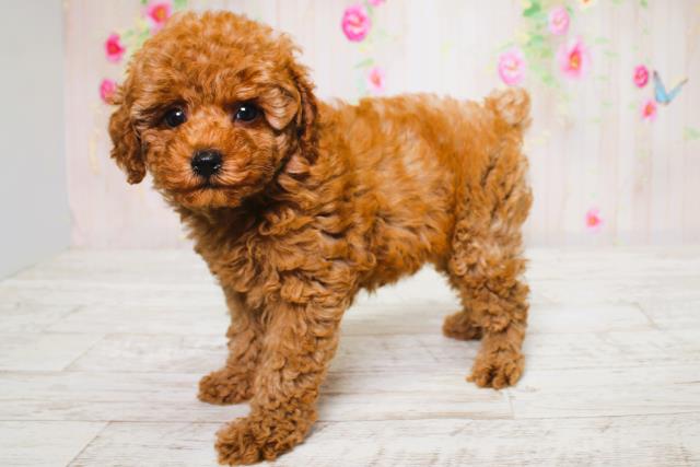 山形県のトイプードル(トイ) (Coo&RIKU山形店/2025年6月16日生まれ/女の子/レッド)の子犬の2枚目の画像