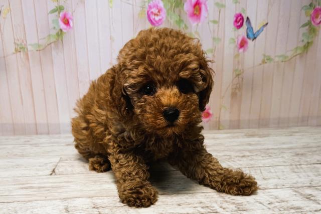 山形県のトイプードル(トイ) (Coo&RIKU山形店/2025年6月16日生まれ/女の子/レッド)の子犬の3枚目の画像