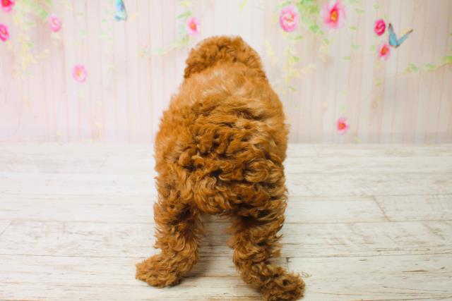 山形県のトイプードル(トイ) (Coo&RIKU山形店/2025年6月16日生まれ/女の子/レッド)の子犬の4枚目の画像