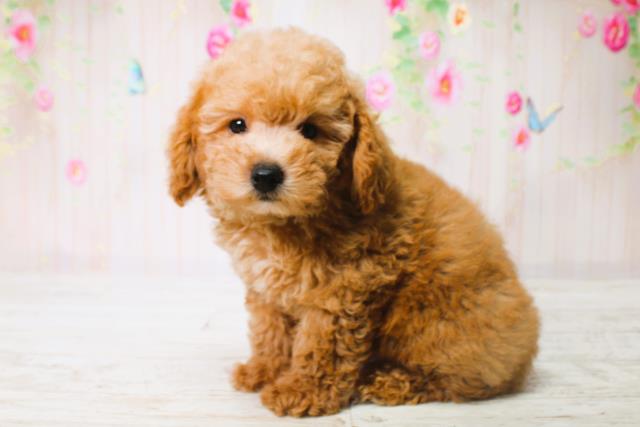 北海道のトイプードル(トイ) (Coo&RIKU函館店/2025年6月12日生まれ/男の子/アプリコット)の子犬の2枚目の画像