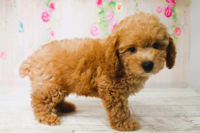 北海道のトイプードル(トイ) (Coo&RIKU函館店/2025年6月12日生まれ/男の子/アプリコット)の子犬の3枚目の画像