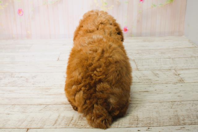 北海道のトイプードル(トイ) (Coo&RIKU函館店/2025年6月12日生まれ/男の子/アプリコット)の子犬の4枚目の画像