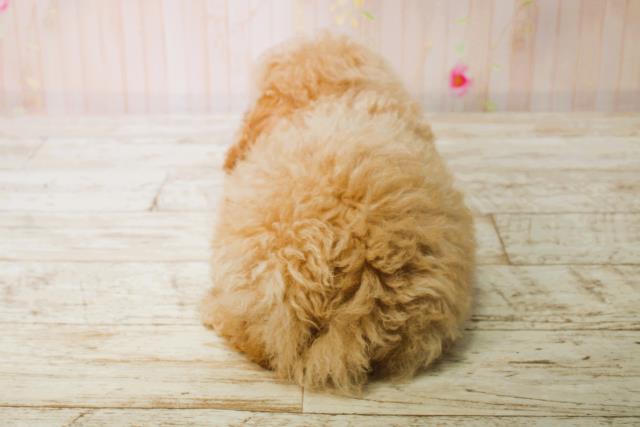 神奈川県のトイプードル(トイ) (Coo&RIKU横浜港南台店/2025年6月12日生まれ/男の子/クリーム)の子犬の4枚目の画像