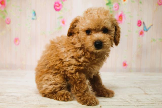 北海道のトイプードル(トイ) (Coo&RIKU室蘭店/2025年6月12日生まれ/女の子/アプリコット)の子犬の3枚目の画像