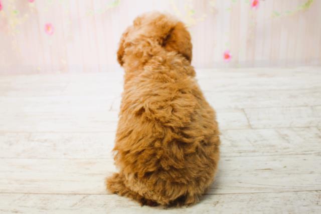北海道のトイプードル(トイ) (Coo&RIKU室蘭店/2025年6月12日生まれ/女の子/アプリコット)の子犬の4枚目の画像