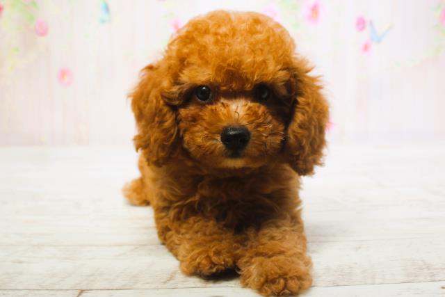 北海道のトイプードル(トイ) (Coo&RIKU帯広店/2025年6月13日生まれ/男の子/レッド)の子犬の1枚目の画像