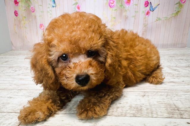 北海道のトイプードル(トイ) (Coo&RIKU帯広店/2025年6月13日生まれ/男の子/レッド)の子犬の2枚目の画像