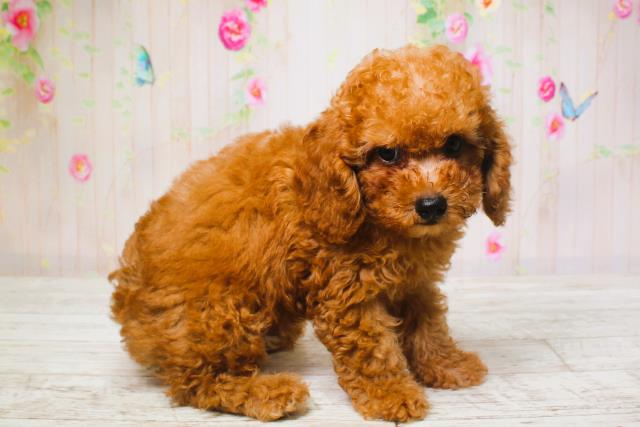 北海道のトイプードル(トイ) (Coo&RIKU帯広店/2025年6月13日生まれ/男の子/レッド)の子犬の3枚目の画像