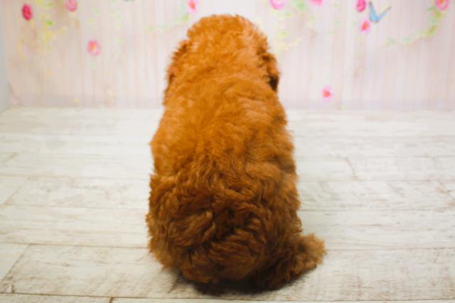 北海道のトイプードル(トイ) (Coo&RIKU帯広店/2025年6月13日生まれ/男の子/レッド)の子犬の4枚目の画像