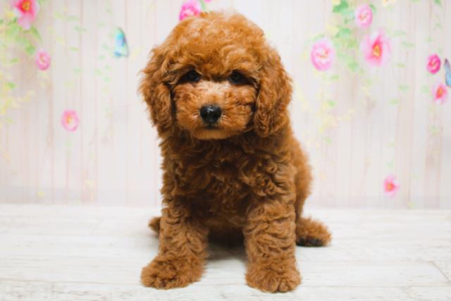 北海道のトイプードル(トイ) (Coo&RIKU北見店/2025年6月13日生まれ/男の子/レッド)の子犬の1枚目の画像