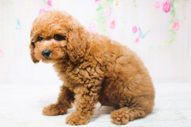北海道のトイプードル(トイ) (Coo&RIKU北見店/2025年6月13日生まれ/男の子/レッド)の子犬の2枚目の画像