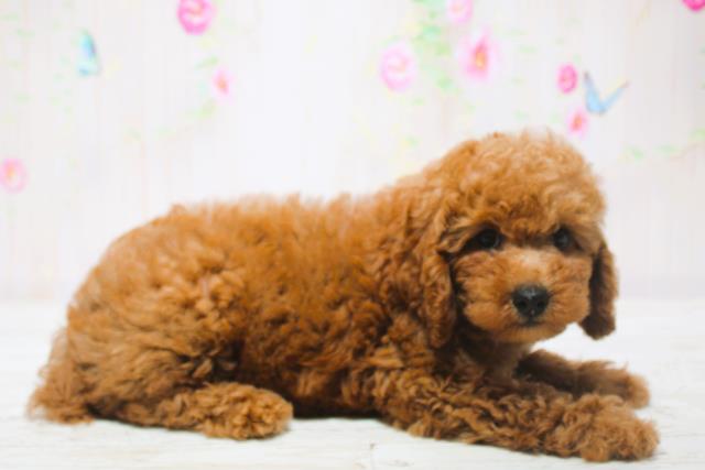 北海道のトイプードル(トイ) (Coo&RIKU北見店/2025年6月13日生まれ/男の子/レッド)の子犬の3枚目の画像