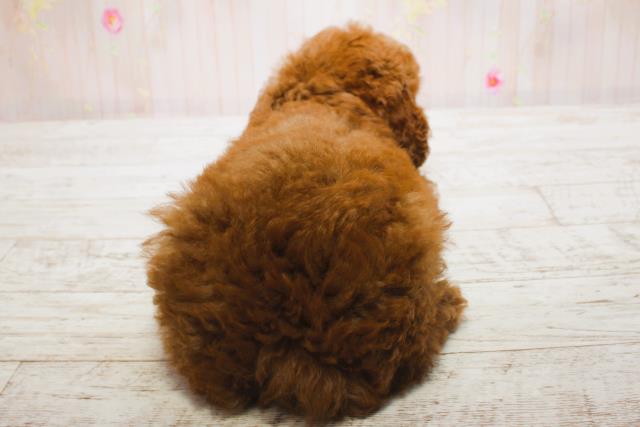 北海道のトイプードル(トイ) (Coo&RIKU北見店/2025年6月13日生まれ/男の子/レッド)の子犬の4枚目の画像
