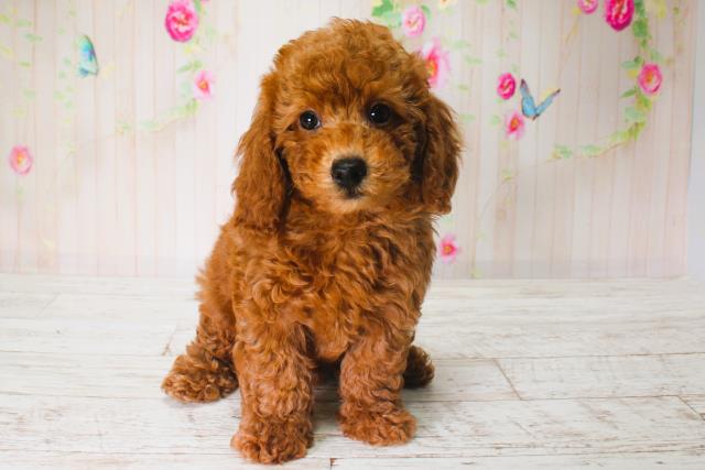 北海道のトイプードル(トイ) (Coo&RIKU旭川店/2025年6月13日生まれ/男の子/レッド)の子犬の1枚目の画像