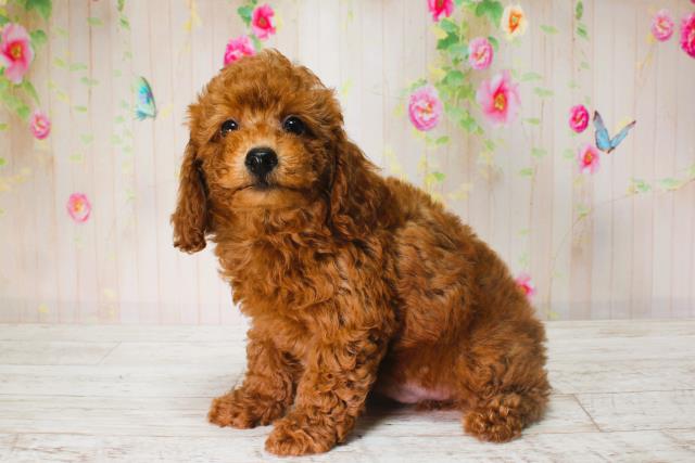 北海道のトイプードル(トイ) (Coo&RIKU旭川店/2025年6月13日生まれ/男の子/レッド)の子犬の2枚目の画像