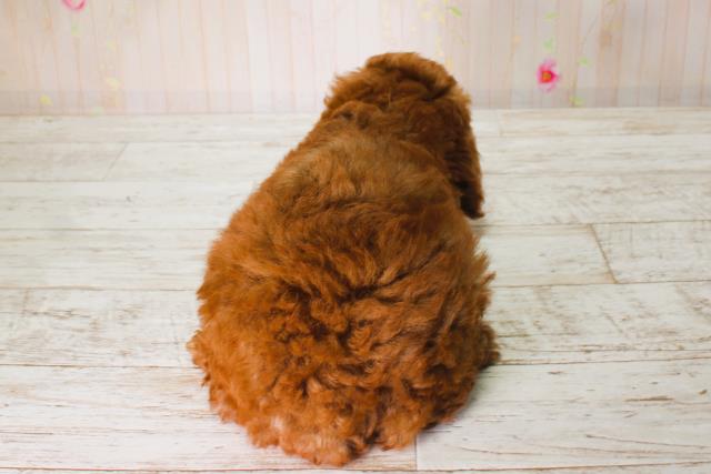 北海道のトイプードル(トイ) (Coo&RIKU旭川店/2025年6月13日生まれ/男の子/レッド)の子犬の4枚目の画像
