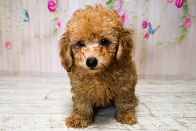 北海道のトイプードル(トイ) (Coo&RIKU函館店/2025年6月13日生まれ/男の子/レッド)の子犬の1枚目の画像