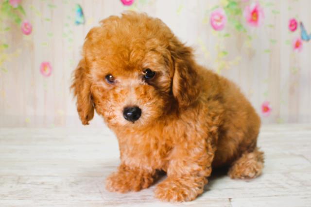 北海道のトイプードル(トイ) (Coo&RIKU函館店/2025年6月13日生まれ/男の子/レッド)の子犬の2枚目の画像